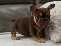 Gucci, a female French Bulldog for sale in Las Cruces, NM – Photo 7 of 10