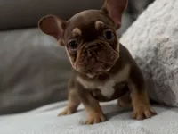 Gucci, a female French Bulldog for sale in Las Cruces, NM – Photo 6 of 10