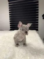 Hercules, a female French Bulldog for sale in Las Cruces, NM – 5 of 5