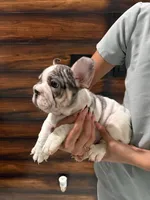 Bruno, a male French Bulldog for sale in Las Cruces, NM – 2 of 6