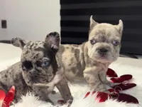 Thor, a male French Bulldog for sale in Las Cruces, NM – Photo 8 of 9