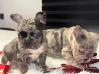 Thor, a male French Bulldog for sale in Las Cruces, NM – Photo 7 of 9