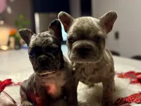 Thor, a male French Bulldog for sale in Las Cruces, NM – Photo 1 of 9