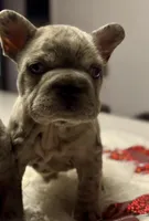 Thor, a male French Bulldog for sale in Las Cruces, NM – Photo 5 of 9