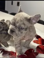 Thor, a male French Bulldog for sale in Las Cruces, NM – Photo 6 of 6