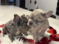 Thor, a male French Bulldog for sale in Las Cruces, NM – Photo 5 of 6