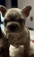 Thor, a male French Bulldog for sale in Las Cruces, NM – Photo 4 of 6
