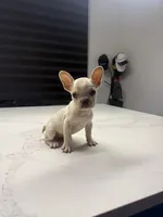 Snow, a male French Bulldog for sale in Las Cruces, NM – 7 of 8