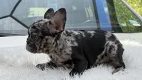 Diamond, a female French Bulldog for sale in Las Cruces, NM – 7 of 8