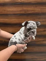Bruno , a male French Bulldog for sale in Las Cruces, NM – 5 of 5