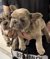 Rhianna, a female French Bulldog for sale in Las Cruces, NM – 2 of 3