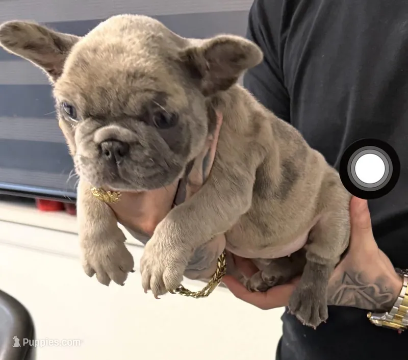 Rhianna – French Bulldog puppy for sale in Las Cruces, NM