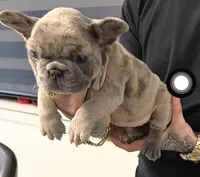Rhianna, a female French Bulldog for sale in Las Cruces, NM – 1 of 3