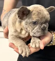 Rhianna, a female French Bulldog for sale in Las Cruces, NM – 3 of 3