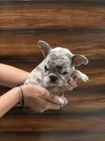 Channel , a female French Bulldog for sale in Las Cruces, NM – 2 of 4