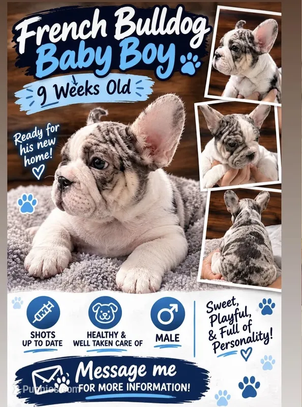 Bruno – French Bulldog puppy for sale in Las Cruces, NM