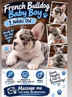 Bruno, a male French Bulldog for sale in Las Cruces, NM – 1 of 6