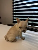 Snow, a female French Bulldog for sale in Las Cruces, NM – 5 of 10