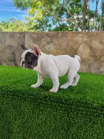 Amanda, a female French Bulldog for sale in Las Cruces, NM – 2 of 3