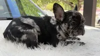 Diamond, a female French Bulldog for sale in Las Cruces, NM – 8 of 8