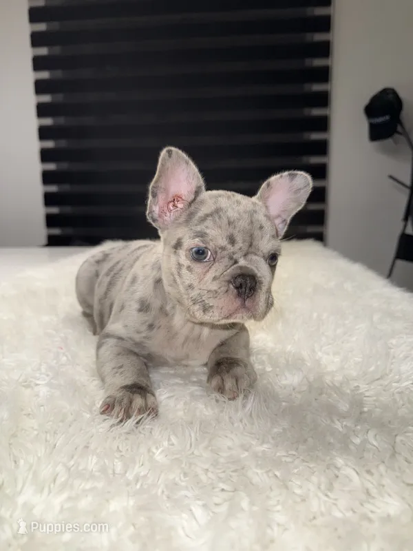 Hercules – French Bulldog puppy for sale in Las Cruces, NM