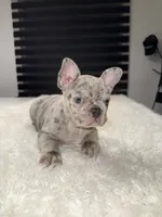 Hercules, a female French Bulldog for sale in Las Cruces, NM – 1 of 5