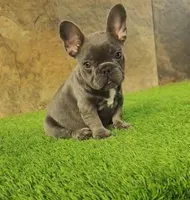 Cookie, a female French Bulldog for sale in Las Cruces, NM – 4 of 4