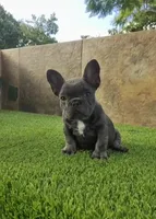 Cookie, a female French Bulldog for sale in Las Cruces, NM – 2 of 4