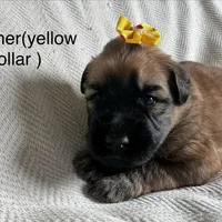 Summer , a female Soft Coated Wheaten Terrier for sale in Phoenix, AZ – Photo 7 of 7