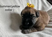 Summer , a female Soft Coated Wheaten Terrier for sale in Phoenix, AZ – Photo 7 of 7