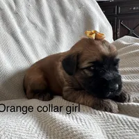 Summer , a female Soft Coated Wheaten Terrier for sale in Phoenix, AZ – Photo 6 of 7