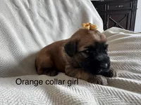 Summer , a female Soft Coated Wheaten Terrier for sale in Phoenix, AZ – Photo 6 of 7