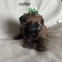 Summer , a female Soft Coated Wheaten Terrier for sale in Phoenix, AZ – Photo 2 of 7