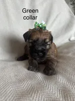 Summer , a female Soft Coated Wheaten Terrier for sale in Phoenix, AZ – Photo 2 of 7