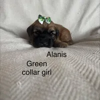 Summer , a female Soft Coated Wheaten Terrier for sale in Phoenix, AZ – Photo 5 of 7