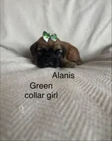 Summer , a female Soft Coated Wheaten Terrier for sale in Phoenix, AZ – Photo 5 of 7