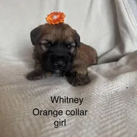 Summer , a female Soft Coated Wheaten Terrier for sale in Phoenix, AZ – Photo 1 of 7