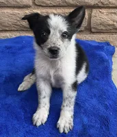 Luna , a female Australian Cattle Dog and Border Collie for sale in Mesa, AZ – 7 of 10