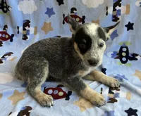 Sky , a female Australian Cattle Dog for sale in Mesa, AZ – 6 of 10