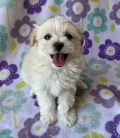 Lulu , a female Maltese and Poodle - Toy  for sale in Mesa, AZ – 6 of 10