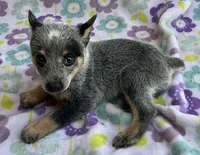 Bluey, a female Australian Cattle Dog for sale in Mesa, AZ – 9 of 10