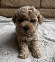 Louie, a male Poodle - Toy  for sale in Mesa, AZ – 8 of 10