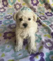 Sophie , a female Miniature Schnauzer and Maltese for sale in Mesa, AZ – 1 of 9