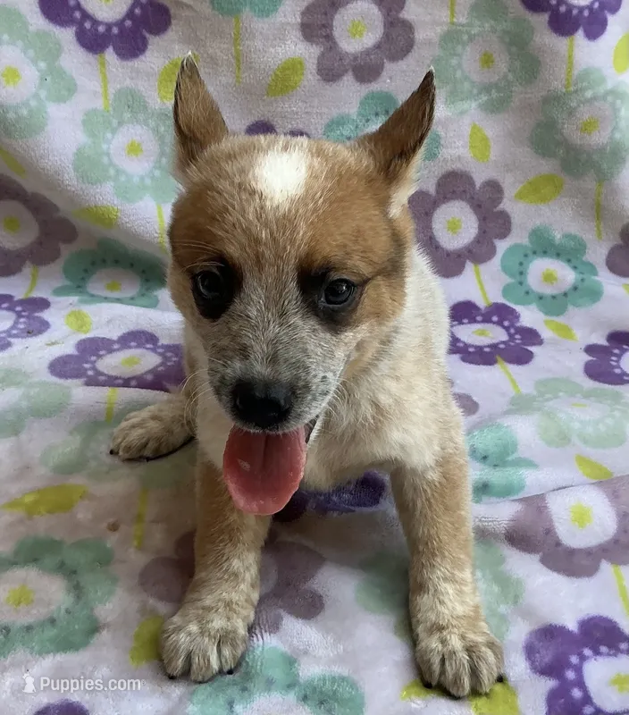 Blaze  – Australian Cattle Dog puppy for sale in Mesa, AZ