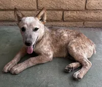 Sam , a male Australian Cattle Dog for sale in Mesa, AZ – 9 of 9