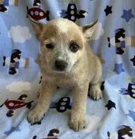 Daisy , a female Australian Cattle Dog for sale in Mesa, AZ – 2 of 9