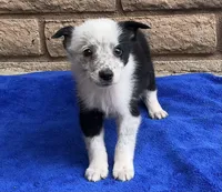 Max, a male Australian Cattle Dog and Border Collie for sale in Mesa, AZ – 6 of 10
