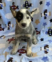 Sky , a female Australian Cattle Dog for sale in Mesa, AZ – 8 of 10