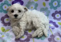 Annie , a female Maltese and Poodle - Toy  for sale in Mesa, AZ – 5 of 10