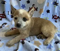 Daisy , a female Australian Cattle Dog for sale in Mesa, AZ – 5 of 9